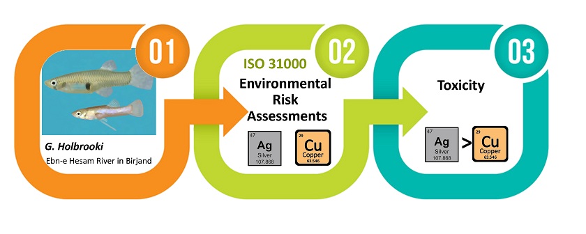Environmental risk assessments of CuCl2 and AgSo4 toxicity in <i>Gambusia holbrooki</i> based on ISO 31000 