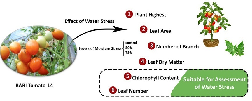 The effects of climatic change mediated water stress on growth and yield of tomato 