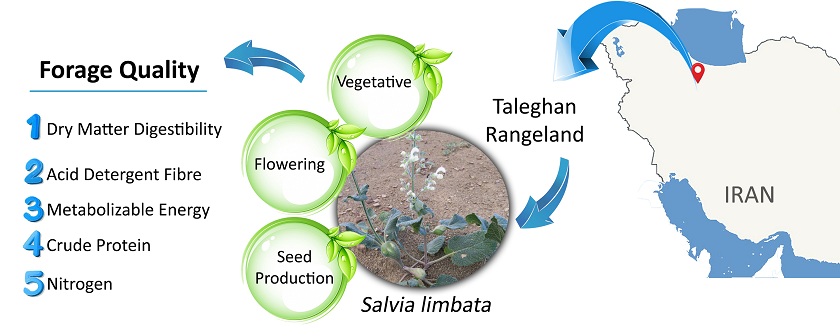 Phenological effects on forage quality of Salvia limbata in natural rangelands 