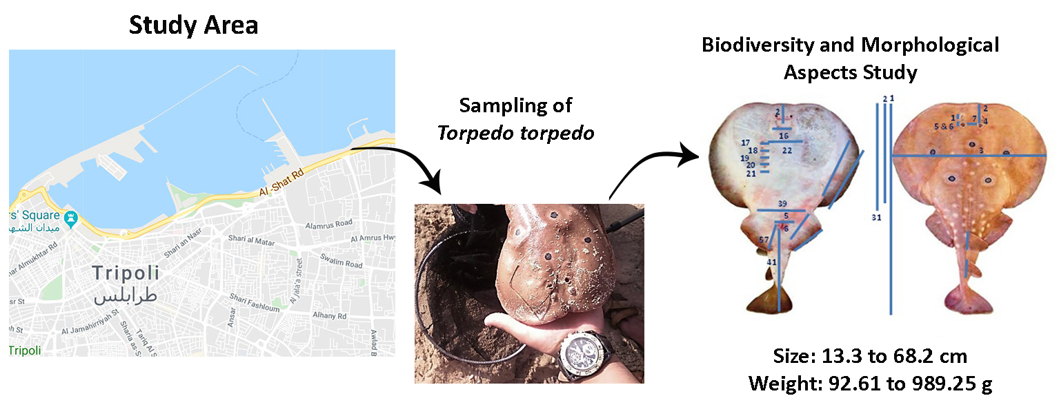 Biodiversity aspects of Common Torpedo (<i>Torpedo torpedo</i>) in by-catch in Sidi Sha’ab Harbour, Tripoli, Libya 