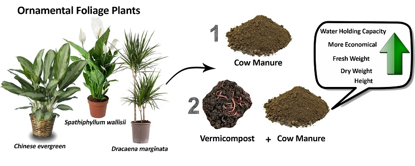 Cow manure and sawdust vermicompost effect on nutrition and growth of ornamental foliage plants 
